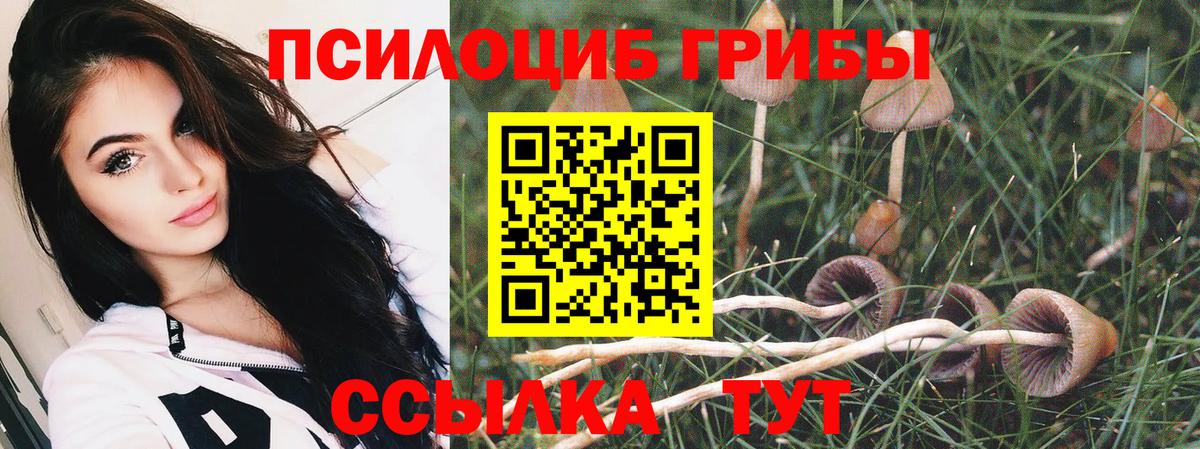 Псилоцибиновые грибы Psilocybe Усть-Кут