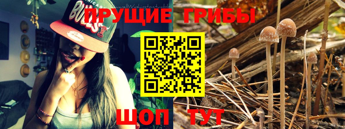 Псилоцибиновые грибы GOLDEN TEACHER Усть-Кут